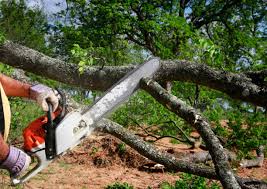 Best Emergency Tree Removal  in Westville, OK